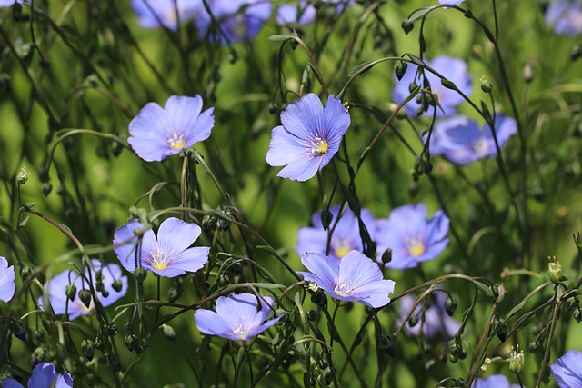 Linum usitatissimum